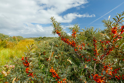 Ripe sea buckthorn berries in the North sea region