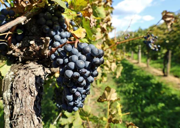 uva blaufrankisch, blu franco in inglese, appesa alla vite. - vineyard ripe crop vine foto e immagini stock