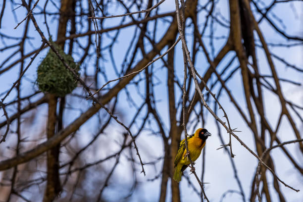 istock Northern Masked Weaver - Ploceus taeniopterus 1427562441
