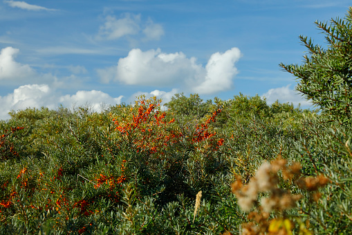 Ripe sea buckthorn berries in the North sea region