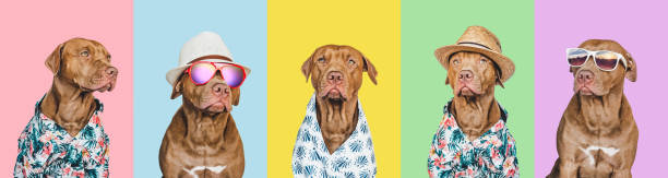 istock Lovable, pretty brown puppy, sun hat and sunglasses 1427563146