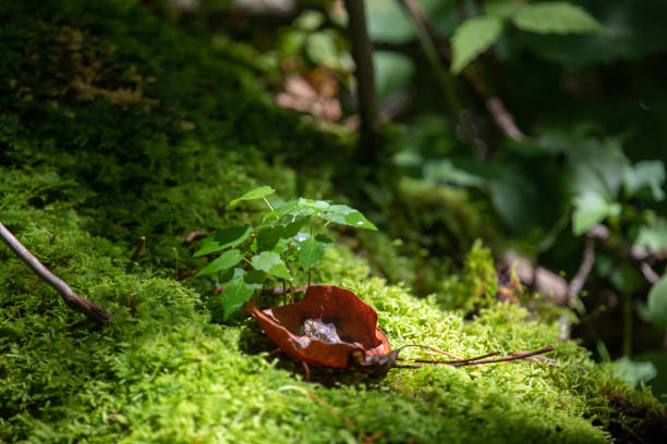 istock Decaying leaves displaying interesting colours and textures. 1427563223