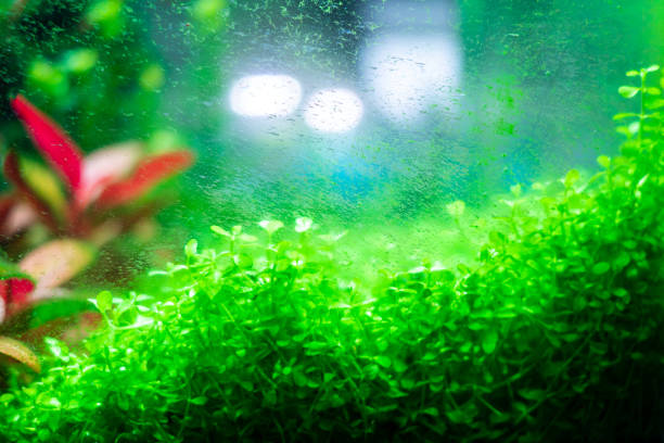 Algae in a dirty home aquarium, Micranthemum tweediei Monte Carlo covered with different types of algae, trouble starting an aquarium