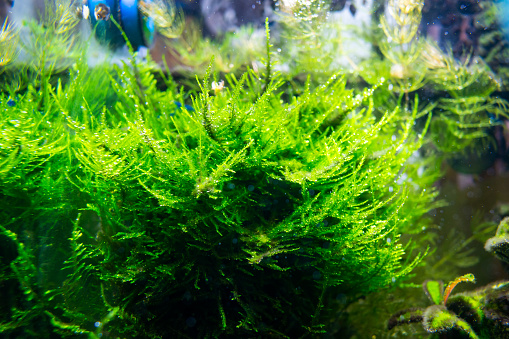 Algae in a home dirty aquarium, moss sp. giant South America covered with different types of algae, trouble starting an aquarium