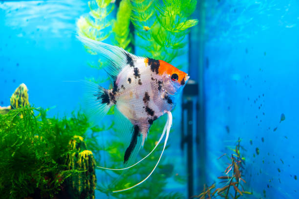 istock Angelfish, koi scalar fish in a home aquarium 1427564573