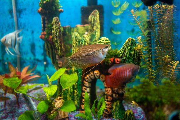 Pearl gourami, trichopodus trichopterus, fish in a home aquarium Pearl gourami, trichopodus trichopterus, fish in a home aquarium, aquariums as a hobby trichogaster trichopterus stock pictures, royalty-free photos & images