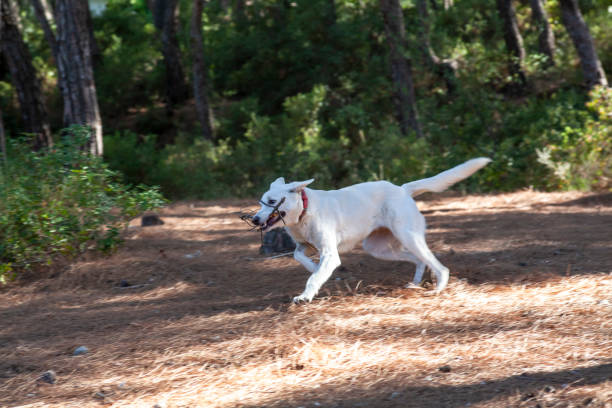 View of a young white dog running free in forest by carrying a piece of branch in mouth.