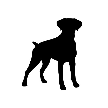 Isolated black silhouette of standing german boxer on white background. Flat cartoon breed dog