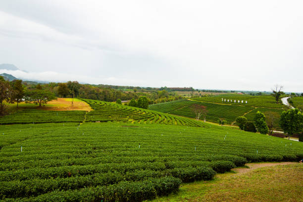 istock Tea field in Thailand with rain 1427565513