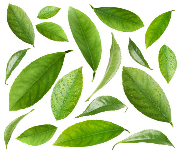 istock Set with fresh green leaves on white background 1427565651