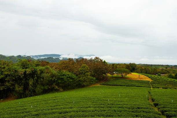istock Tea field in Thailand with rain 1427565668
