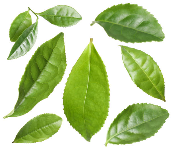 istock Set with fresh green leaves on white background 1427565782