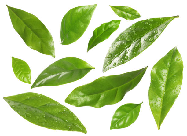 istock Set with fresh green leaves on white background 1427565897
