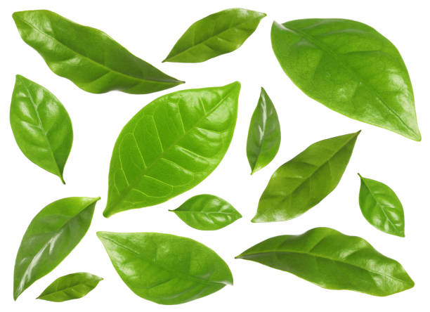 istock Set with fresh green leaves on white background 1427566031