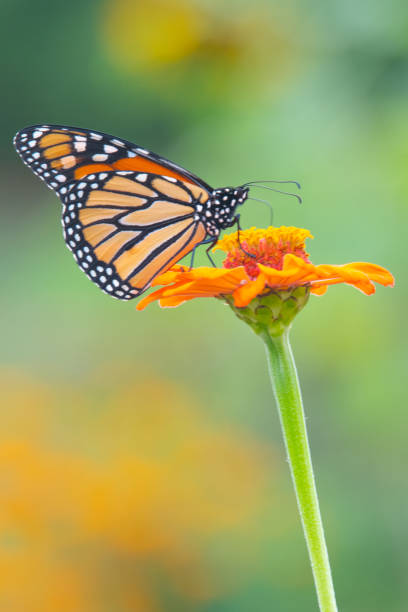 Butterfly-orange flower-Howard County Indiana stock photo