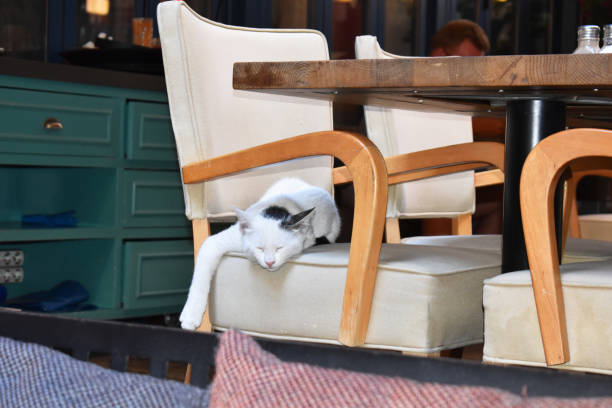 istock White kitten sleeping under the table in the cafe 1427567313