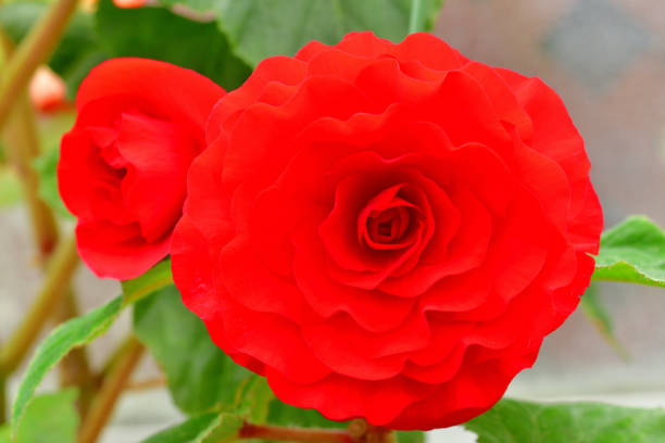istock Begonia Flowers: Close-up Photograph 1427567742