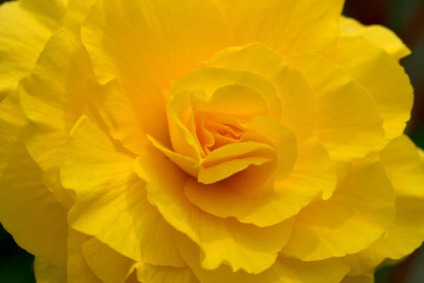 Close-up of flowering begonias being grown at a Coastal California nursery.