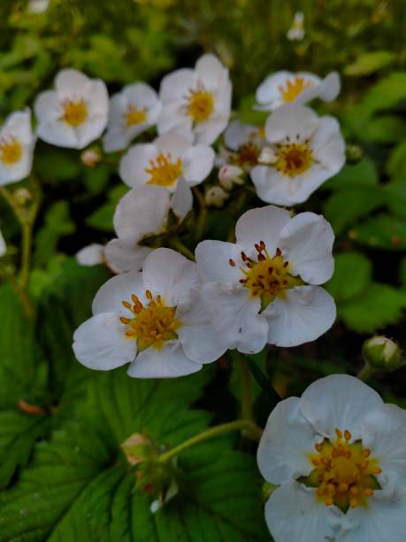 istock White strawberry flowers 1427567941