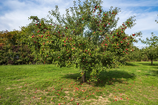 Apple trees with ripe fruit on a meadow orchard in Taunus/Germany in autumn