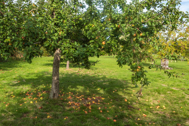 istock Meadow orchard in the Taunus/Germany 1427568114