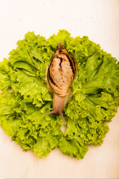 Achatina snail sits on a fresh green lettuce leaf. High quality photo