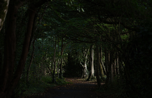 Tehidy Woods, Cornwall