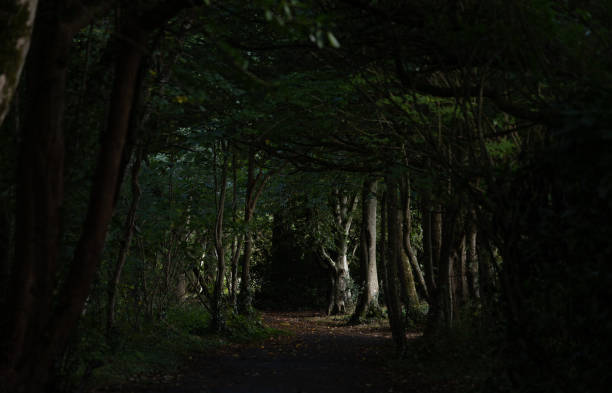 вудленд трейл - forest dark woods spooky стоковые фото и изображения