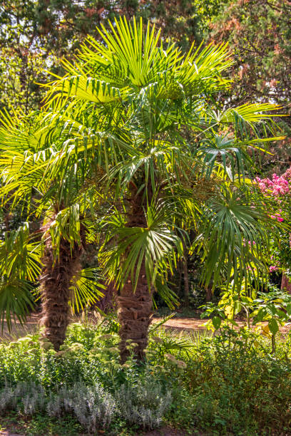 istock Fan-leaved palm 1427574069