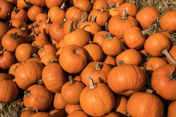 istock Pile of orange pumpkins during harvest time in fall 1427574378