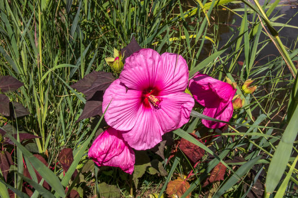 Marsh hibiscus flowers stock photo