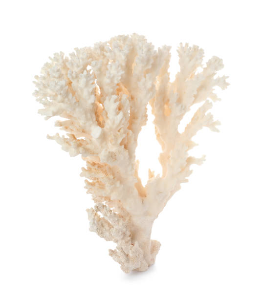 istock Beautiful exotic sea coral isolated on white 1427575076