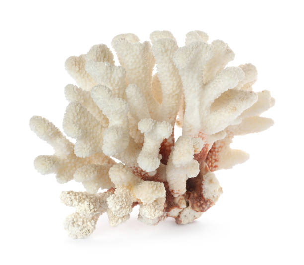 istock Beautiful exotic sea coral isolated on white 1427575120