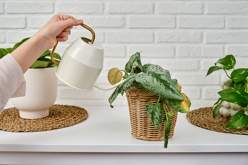 Woman gardener watering a withered plant in a flower pot, home living room. Female hands holding a watering can. Scindapsus pictus trebie or silver vine