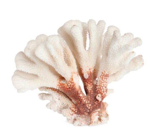 istock Beautiful exotic sea coral isolated on white 1427575170