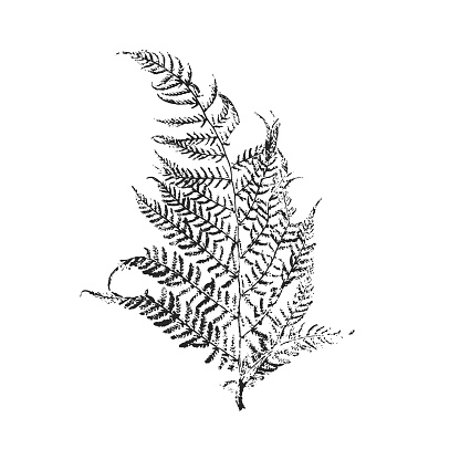 Isolated black stamp of fern on white background. Leaf ink print. Forest plant imprint