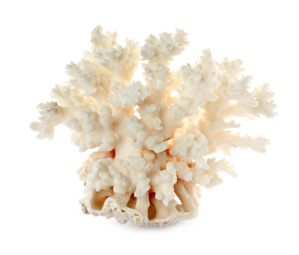istock Beautiful exotic sea coral isolated on white 1427575443