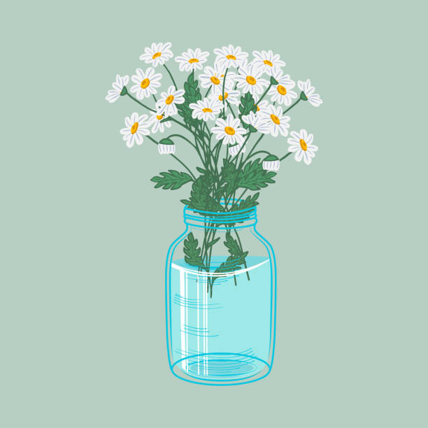 Stock vector cartoon illustration bouquet of daisies in a jar of water A bouquet of white daisies in a blue watering jar. Garden flowers flat vector illustration. mason jar stock illustrations