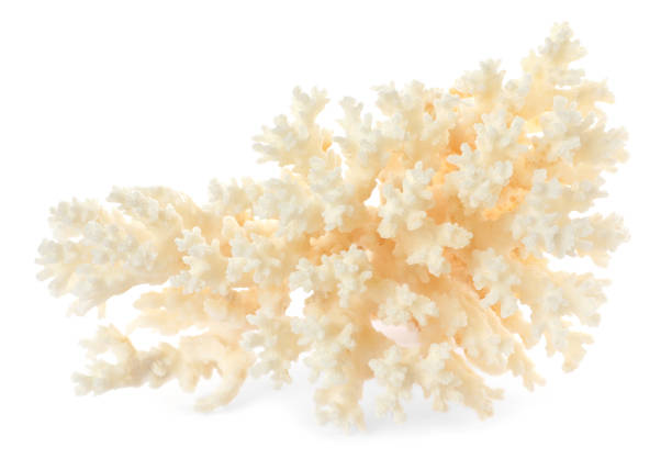 istock Beautiful exotic sea coral isolated on white 1427576152