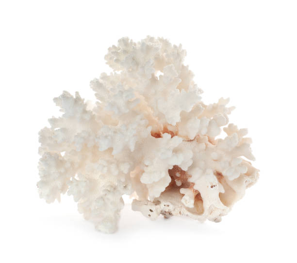 istock Beautiful exotic sea coral isolated on white 1427576188