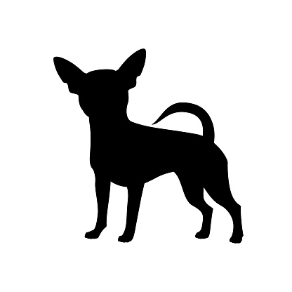 Isolated black silhouette of standing chihuahua on white background. Flat cartoon breed dog