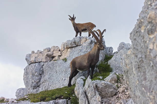 istock Majestic Ibex with a goofy sidekick 1427581264