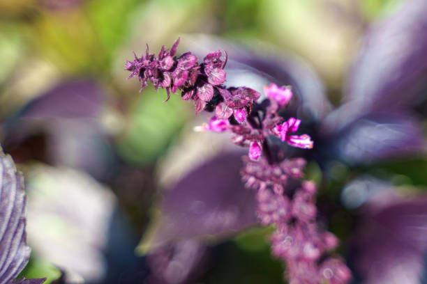 Growing basil ararat close-up in sunlight and blurry background