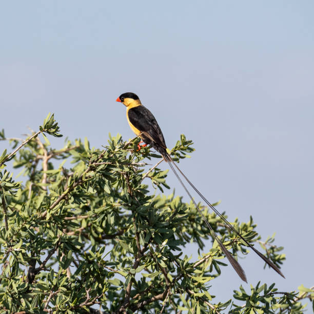 istock Shaft-tailed Whydah 1427583823