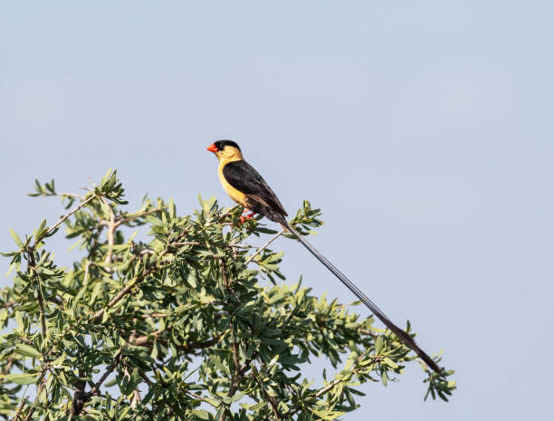 istock Shaft-tailed Whydah 1427584589