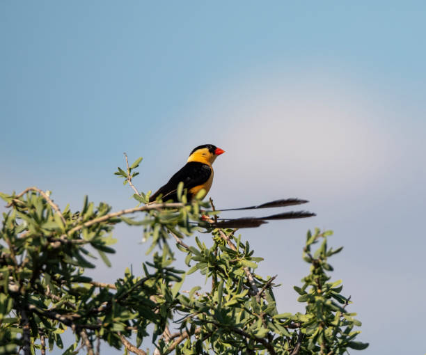 istock Shaft-tailed Whydah 1427585098