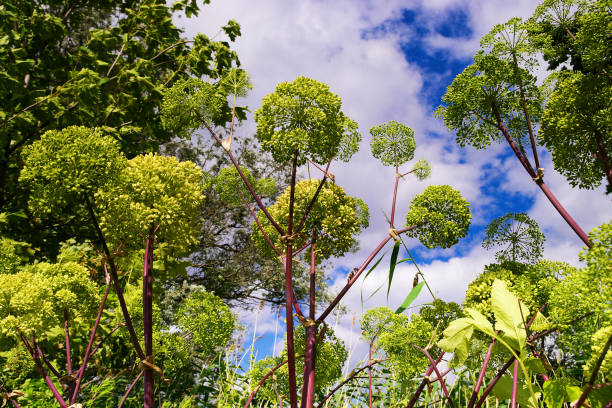 Angelica archangelica plant on the sky background. Angelica archangelica, garden angelica or wild celery plant on the sky background. View from the bottom up. Pomerania, Poland. angelica stock pictures, royalty-free photos & images