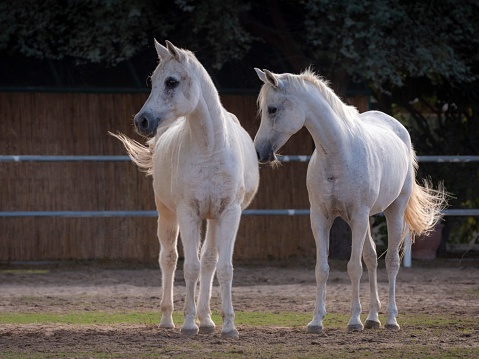 The Arabian breed is a compact, relatively small horse with a small head, protruding eyes, wide nostrils, marked withers, and a short back. It usually has only 23 vertebrae, while 24 is the usual number for other breeds.