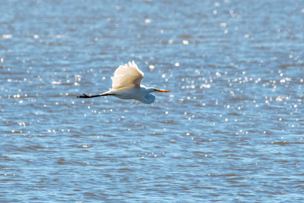 istock Egret in flight over water 1427585838