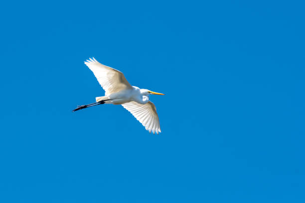 istock Great white egret in flight against blue sky 1427586043